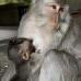 monkey_macaque_balinese_mf_ubud_v_0490_bal0492.jpg